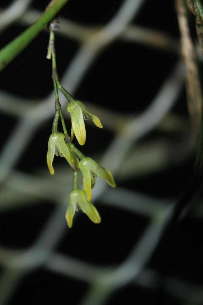 Octomeria colombiana