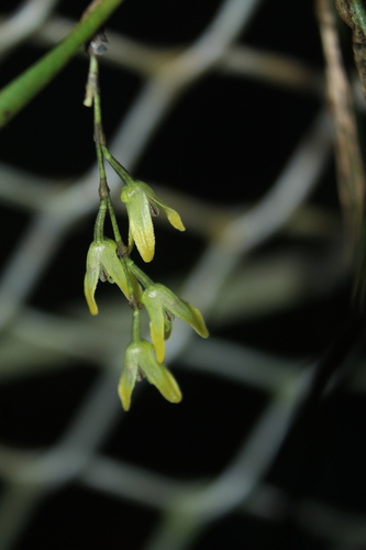 Octomeria colombiana