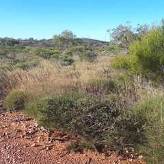 Acacia gregorii