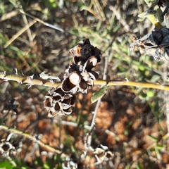 Acacia gregorii