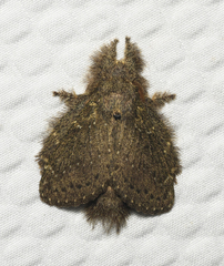 Euglyphis melancholica