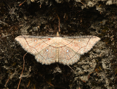 Cyclophora coecaria