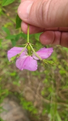 Rhexia mariana interior