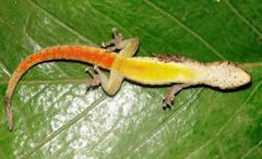 Lygodactylus broadleyi