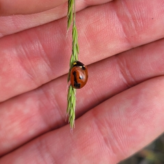 Coccinella monticola