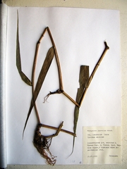 Phragmites japonicus