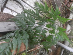 Davallia denticulata