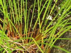 Juncus laccatus
