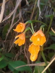 Stenomesson aurantiacum