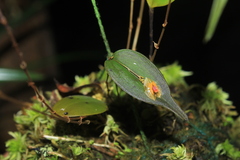 Lepanthes escifera