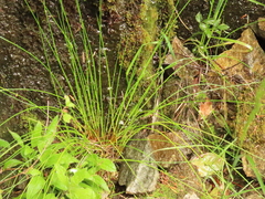 Juncus laccatus