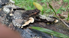 Incilius porteri