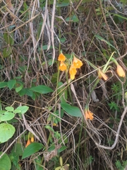 Stenomesson aurantiacum