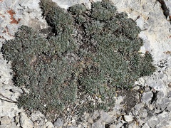 Petrophytum