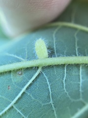 Celticecis pyriformis