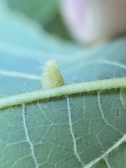 Celticecis pyriformis