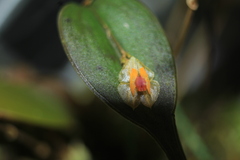 Lepanthes escifera