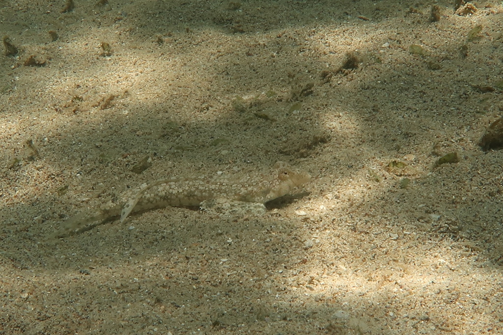 New Caledonian Longtail Dragonet