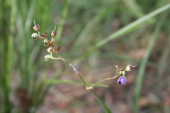 Murdannia simplex