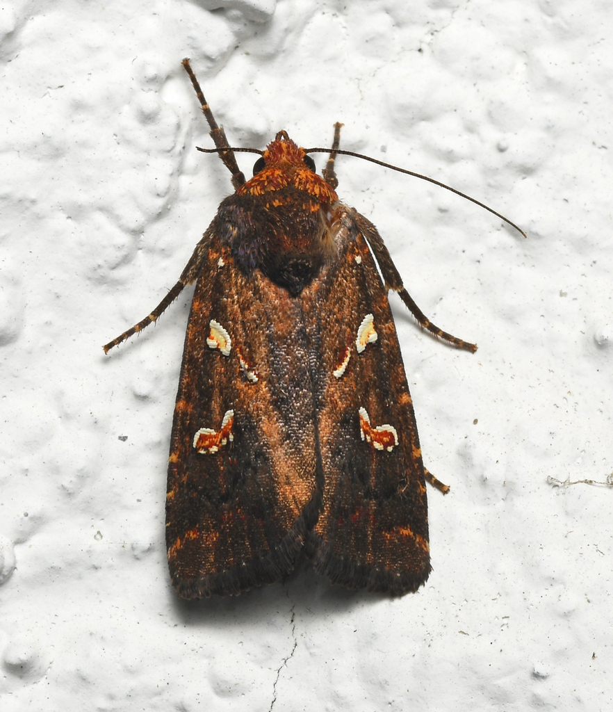 Calymniodes pyrostrota
