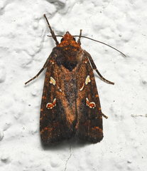 Calymniodes pyrostrota