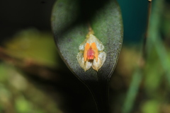 Lepanthes escifera
