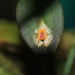 Lepanthes escifera - Photo (c) Apipa, some rights reserved (CC BY-NC), uploaded by Apipa