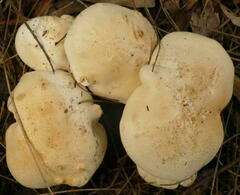 Leucopaxillus cerealis