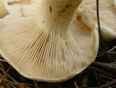Leucopaxillus cerealis