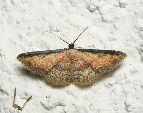 Cyclophora acutaria