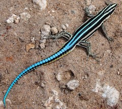 Holaspis laevis