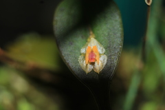 Lepanthes escifera