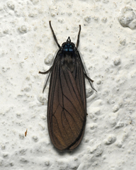 Opharus procroides