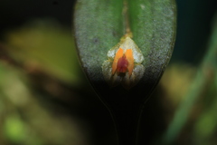 Lepanthes escifera