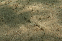 New Caledonian Longtail Dragonet photo 2