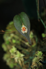 Lepanthes escifera