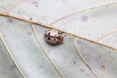 Cyclotoma formosana