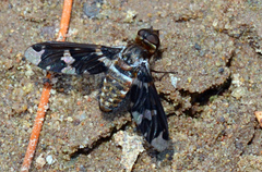 Exoprosopa dorcadion