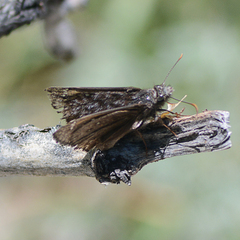Erynnis telemachus