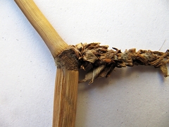 Phragmites japonicus