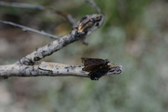 Erynnis telemachus
