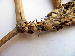 Phragmites japonicus