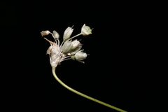 Allium litardierei