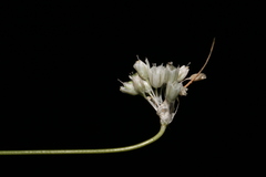 Allium litardierei