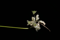 Allium litardierei