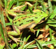 Cacosternum kinangopensis