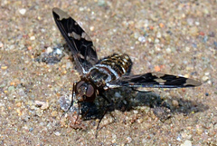 Exoprosopa dorcadion