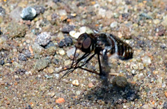 Exoprosopa dorcadion
