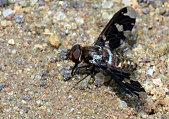 Exoprosopa dorcadion