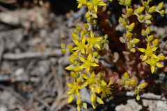 Sedum debile